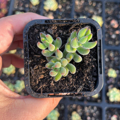 Crassula Mesembryanthiodes (SR)