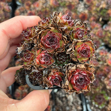 Sempervivum Mahogony Cluster (SQ)