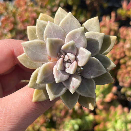 Graptoveria Celestial (Cutting)