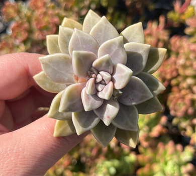 Graptoveria Celestial (Cutting)