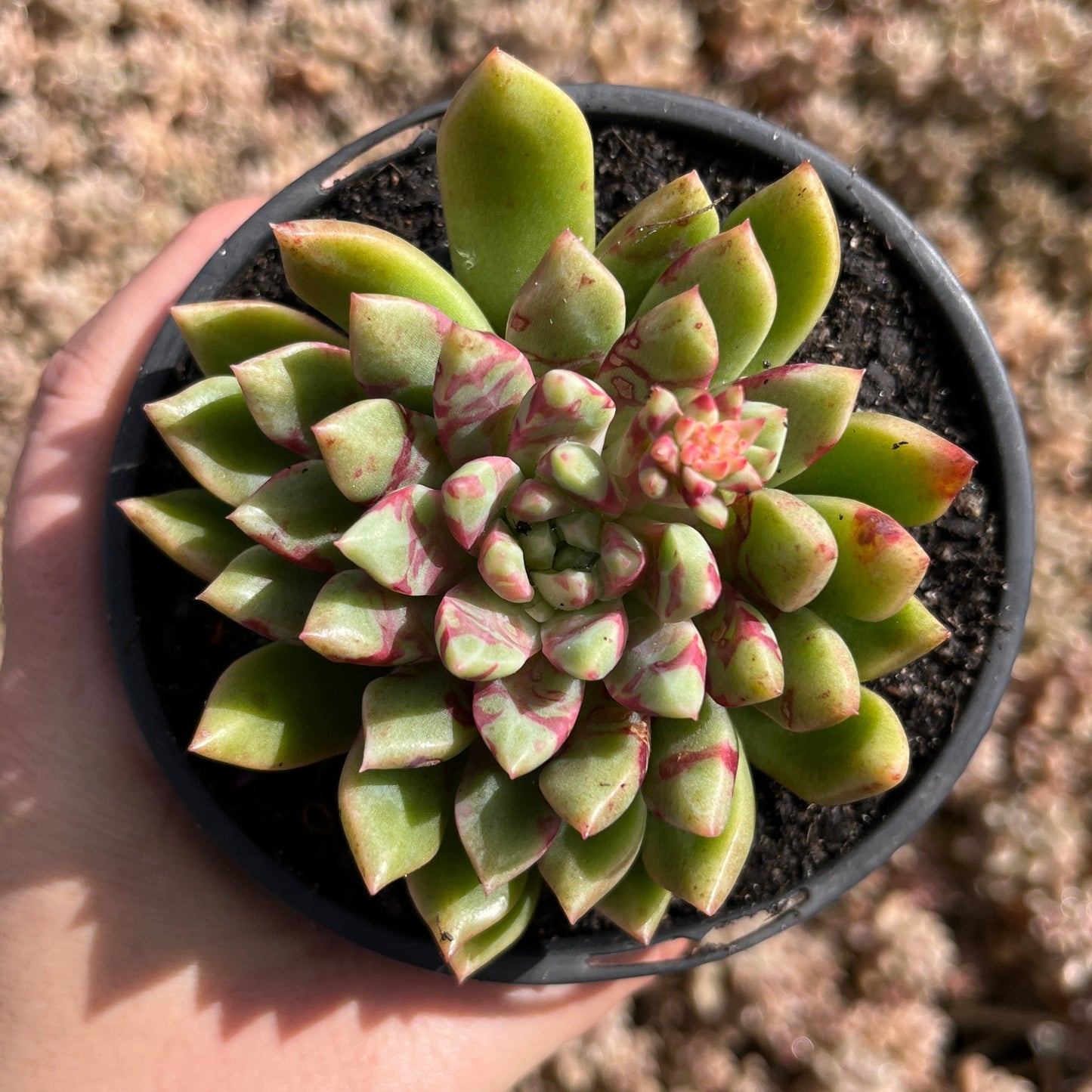 Echeveria Jelly Jam (LG)