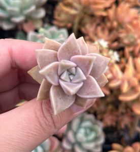 Graptoveria Bernalense (Cutting)