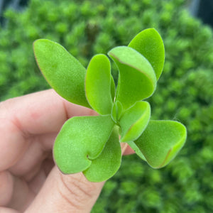 Crassula Money Maker (Cutting)