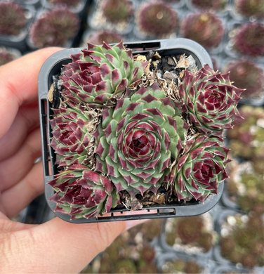 Sempervivum Mint Marvel Cluster (SQ)