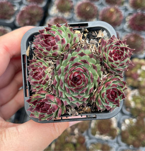 Sempervivum Mint Marvel Cluster (SQ)