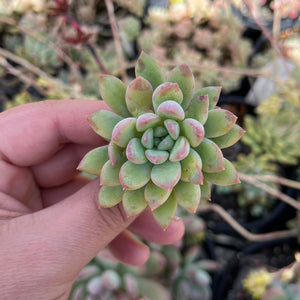 Pachyphytum Doraeniom (Cutting)