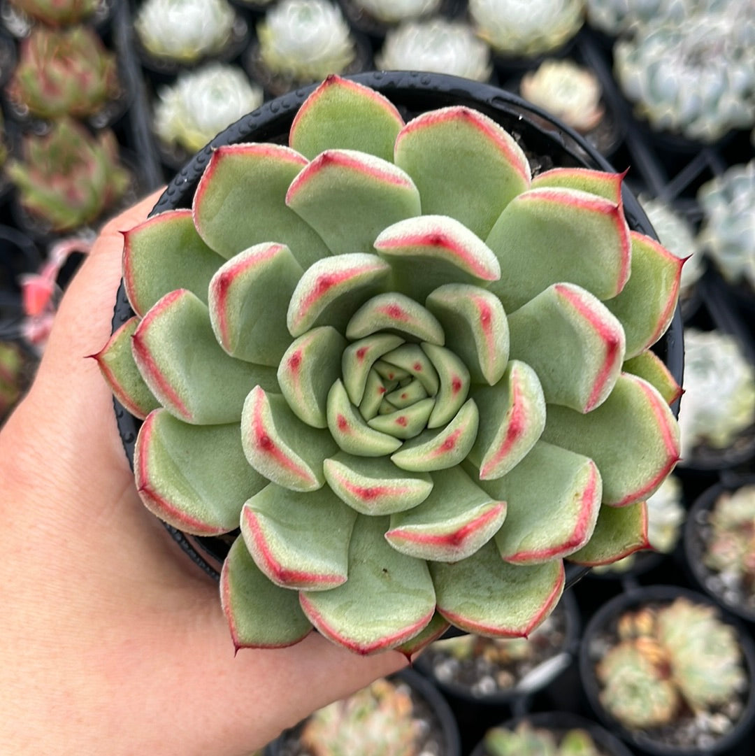 Echeveria Golden Nugget (LG)