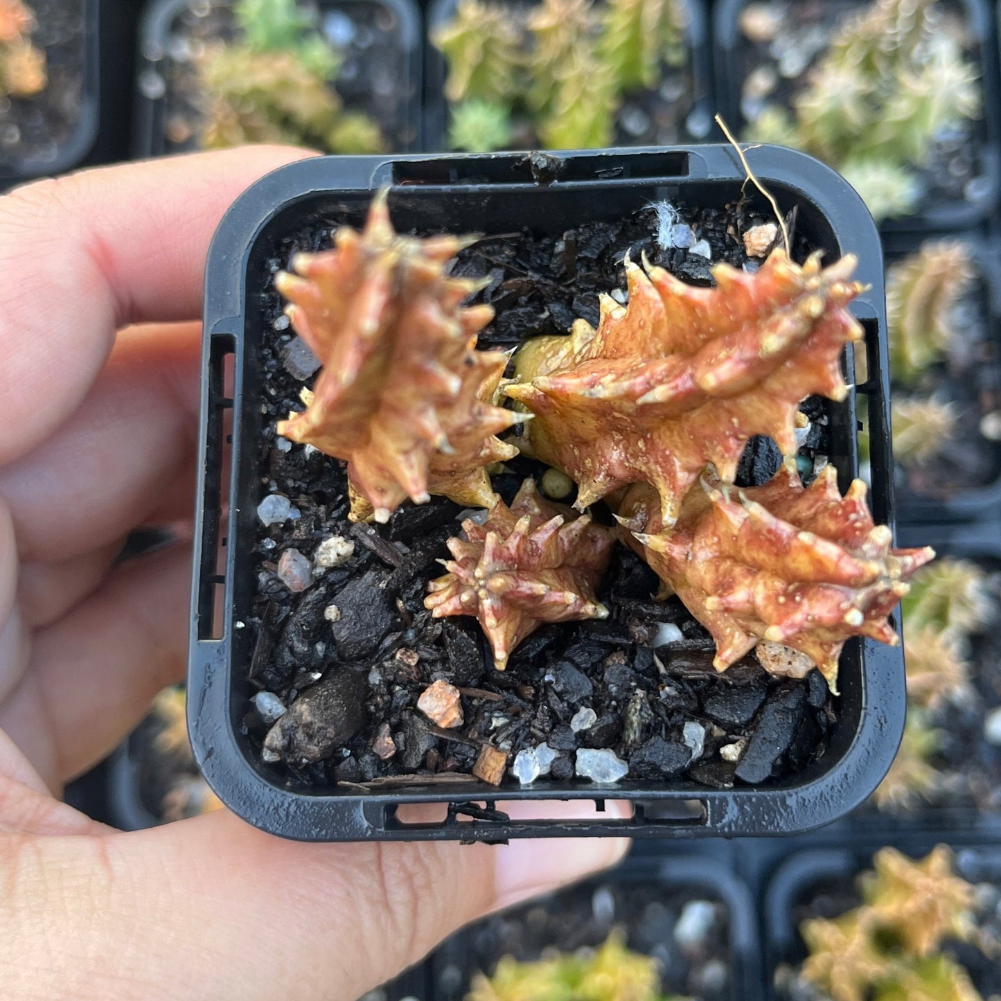 Huernia Zebrina Yellow (SS)