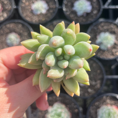 Pachyphytum Red Dragonfly (Cutting)