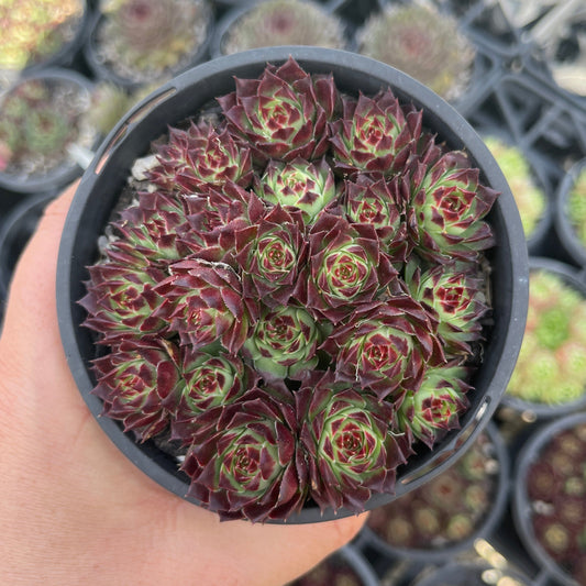 Sempervivum Guillamues (LS)