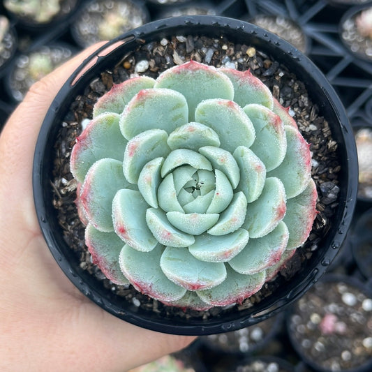 Echeveria Red Velvet (LG)