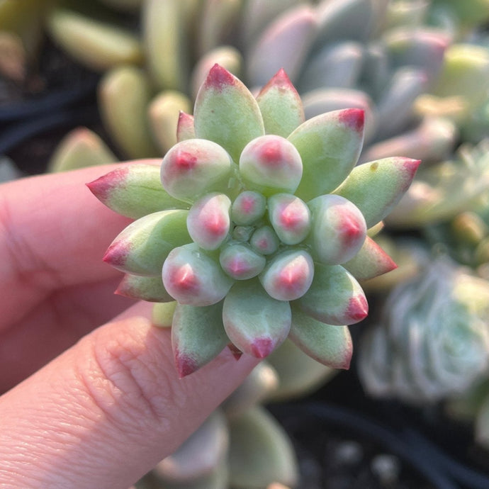 Echeveia Red Tassel (Cutting)