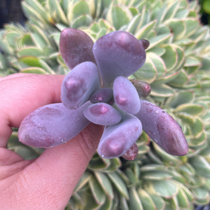 Pachyveria Glutinicaule (Cutting)