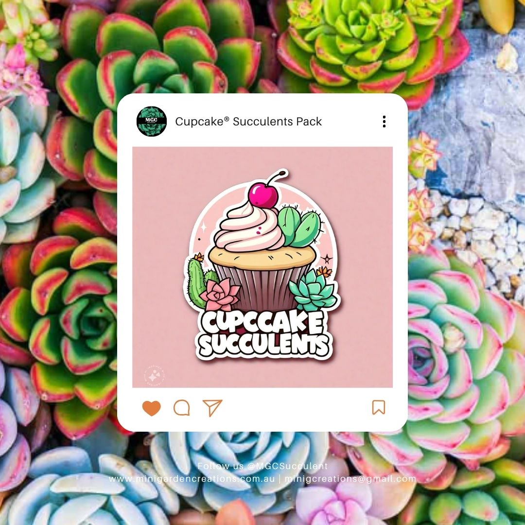 Cupcake® Succulent Mystery Pack