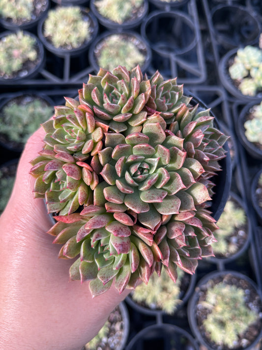 Graptoveria Olivia (LG)