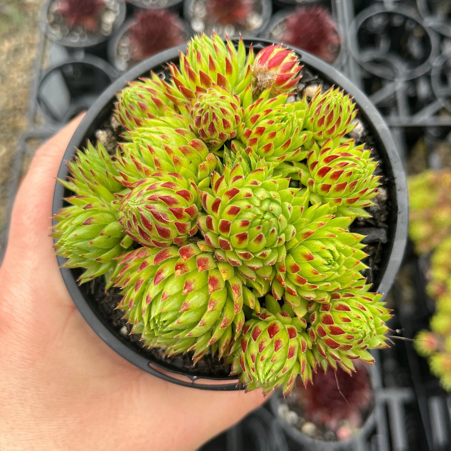 Sempervivum Keylime Kiss (LS)