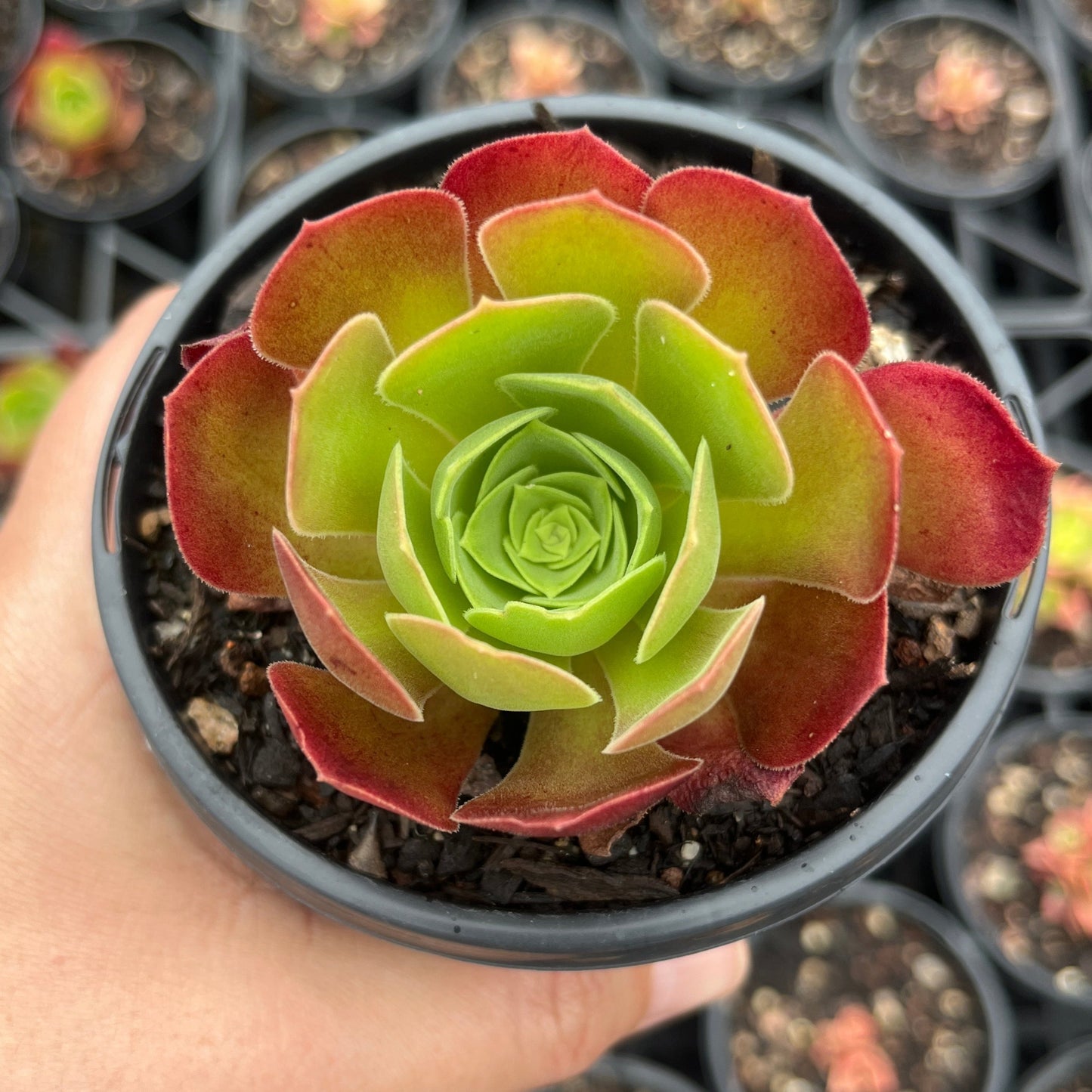 Aeonium Blushing Beauty (LG)