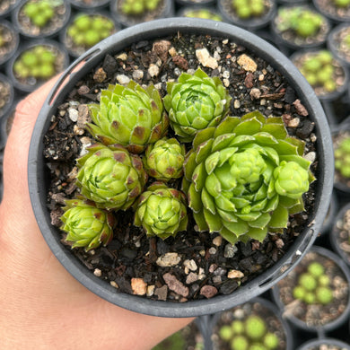 Sempervivum Jobibarba Allonii (LS)