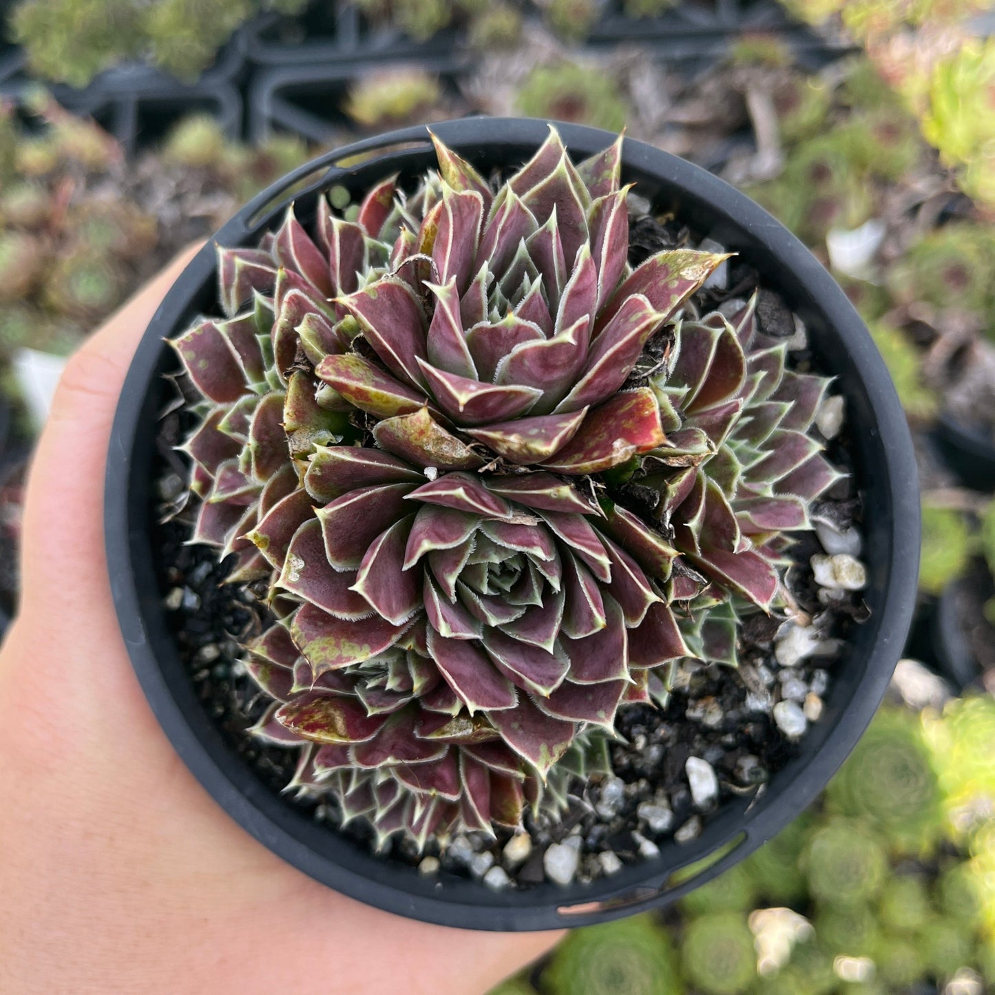 Sempervivum Aphrodite (LS)