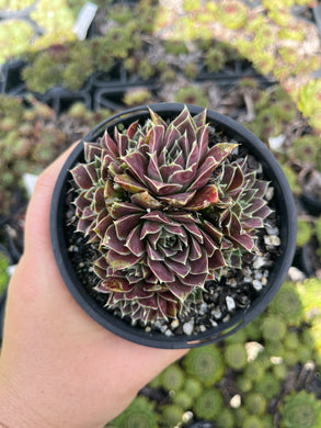 Sempervivum Aphrodite (LS)