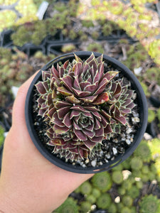 Sempervivum Aphrodite (LS)