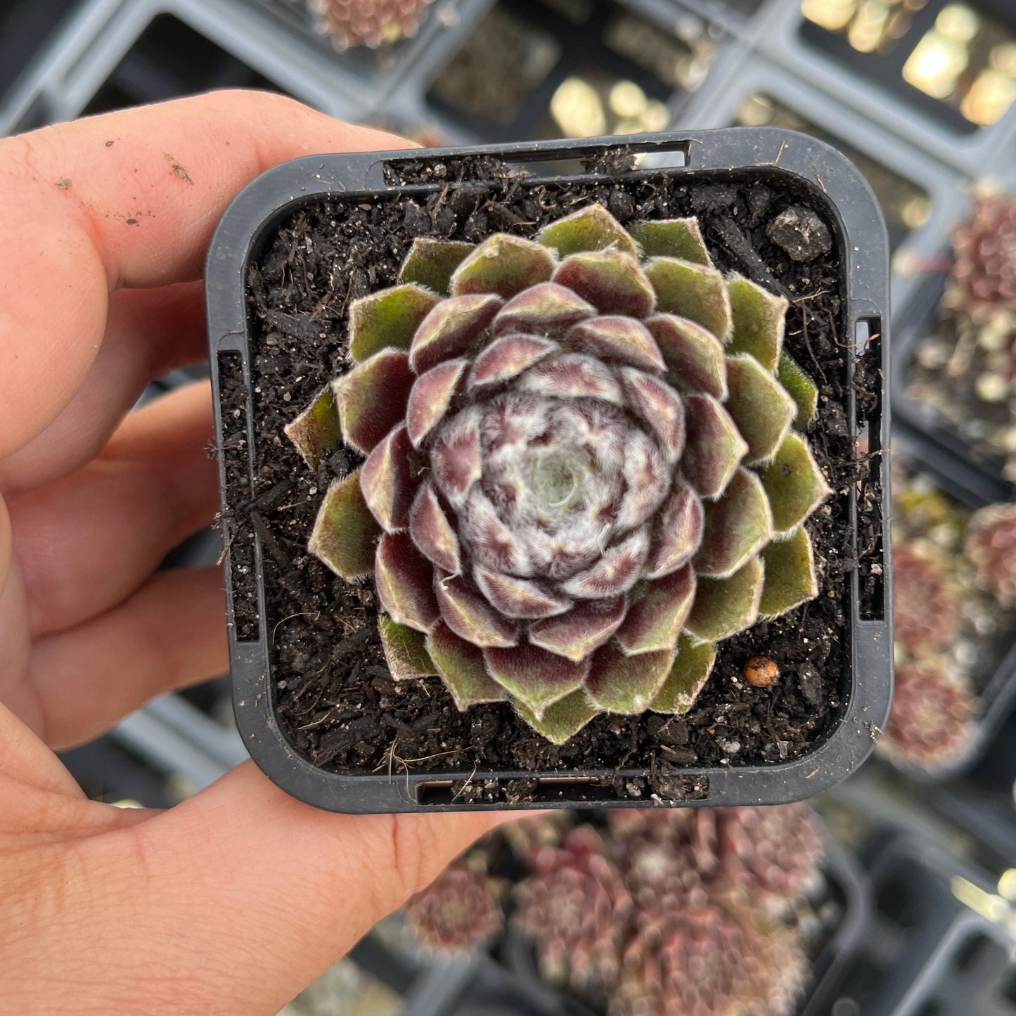 Sempervivum Iceycles (SQ)