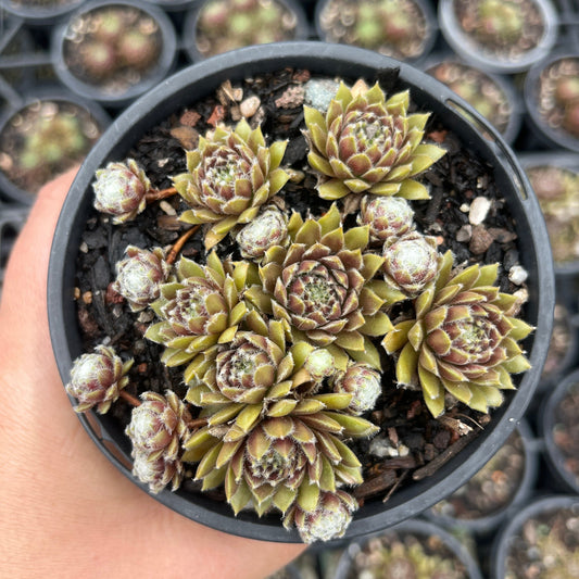 Sempervivum Cosmic Candy (LS)