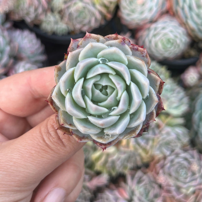 Echeveia Violet Queen X Elegans (Cutting)