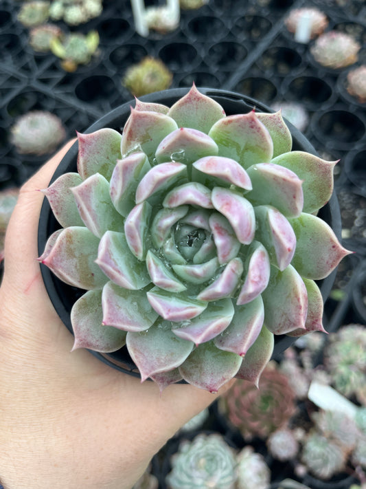 Echeveria Princess Alice (LG)