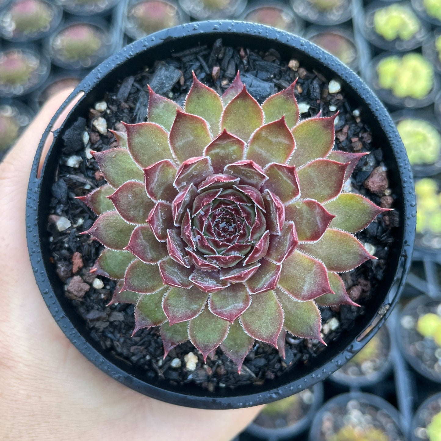 Sempervivum Butterscotch Baby (LS)