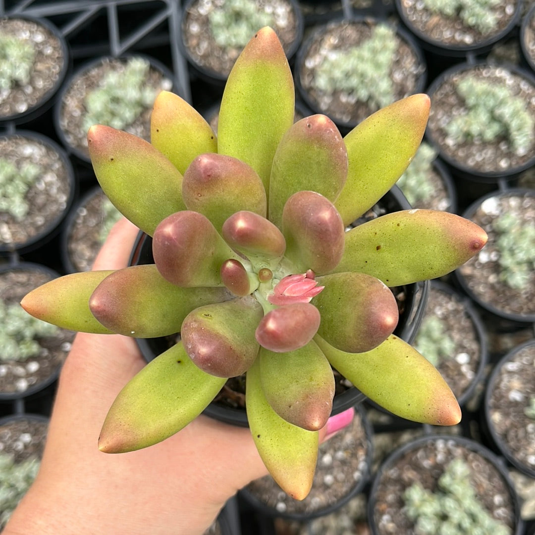 Pachysedum Lucidum x Werdermannii (LG)