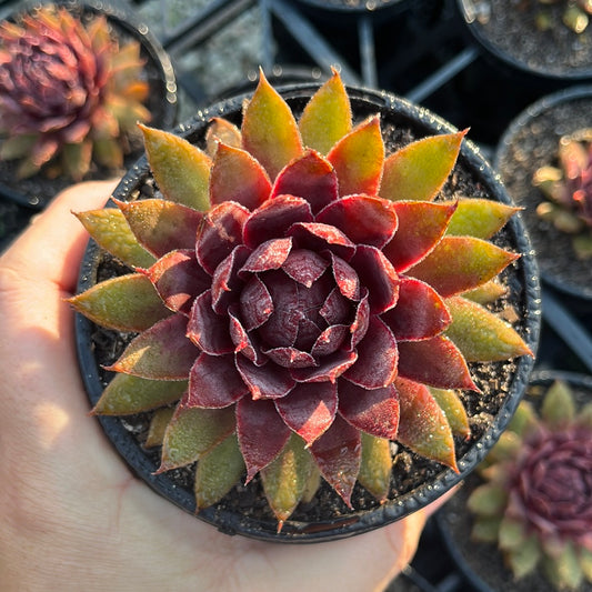 Sempervivum Strawberry Kiwi (LS)