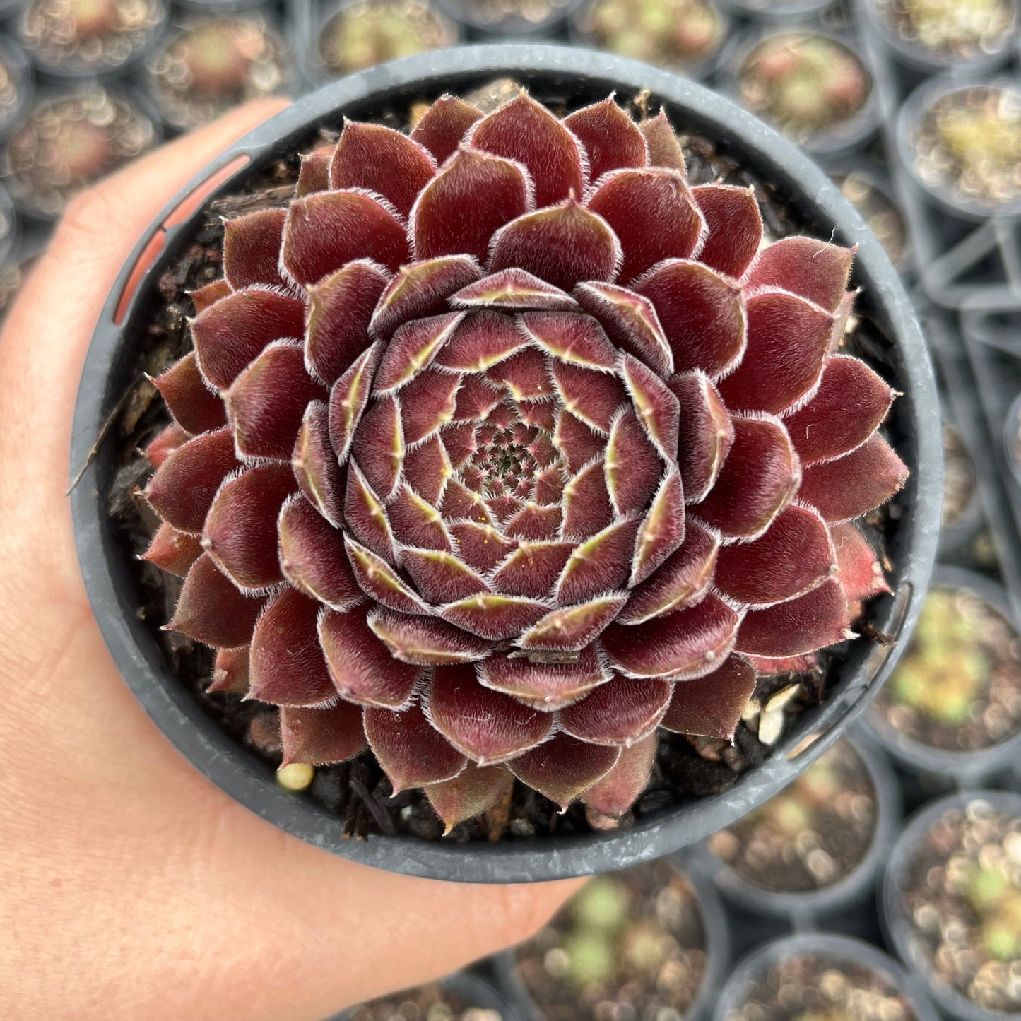 Sempervivum Berry Bomb (LS)