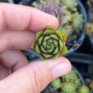 Sempervivum Plum Parfeit (Cutting)