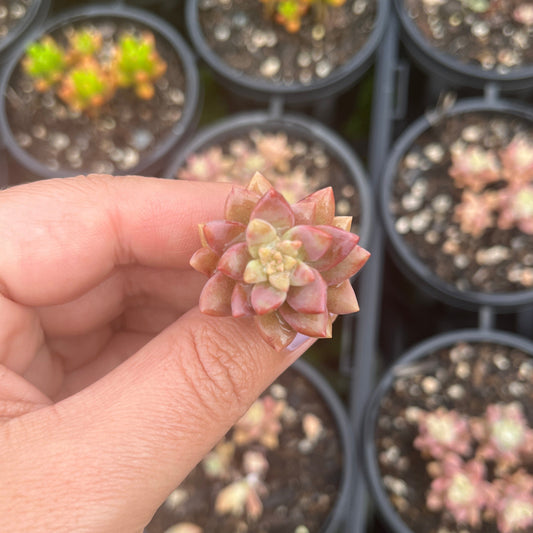 Sedeveria Pink Granite (Cutting)