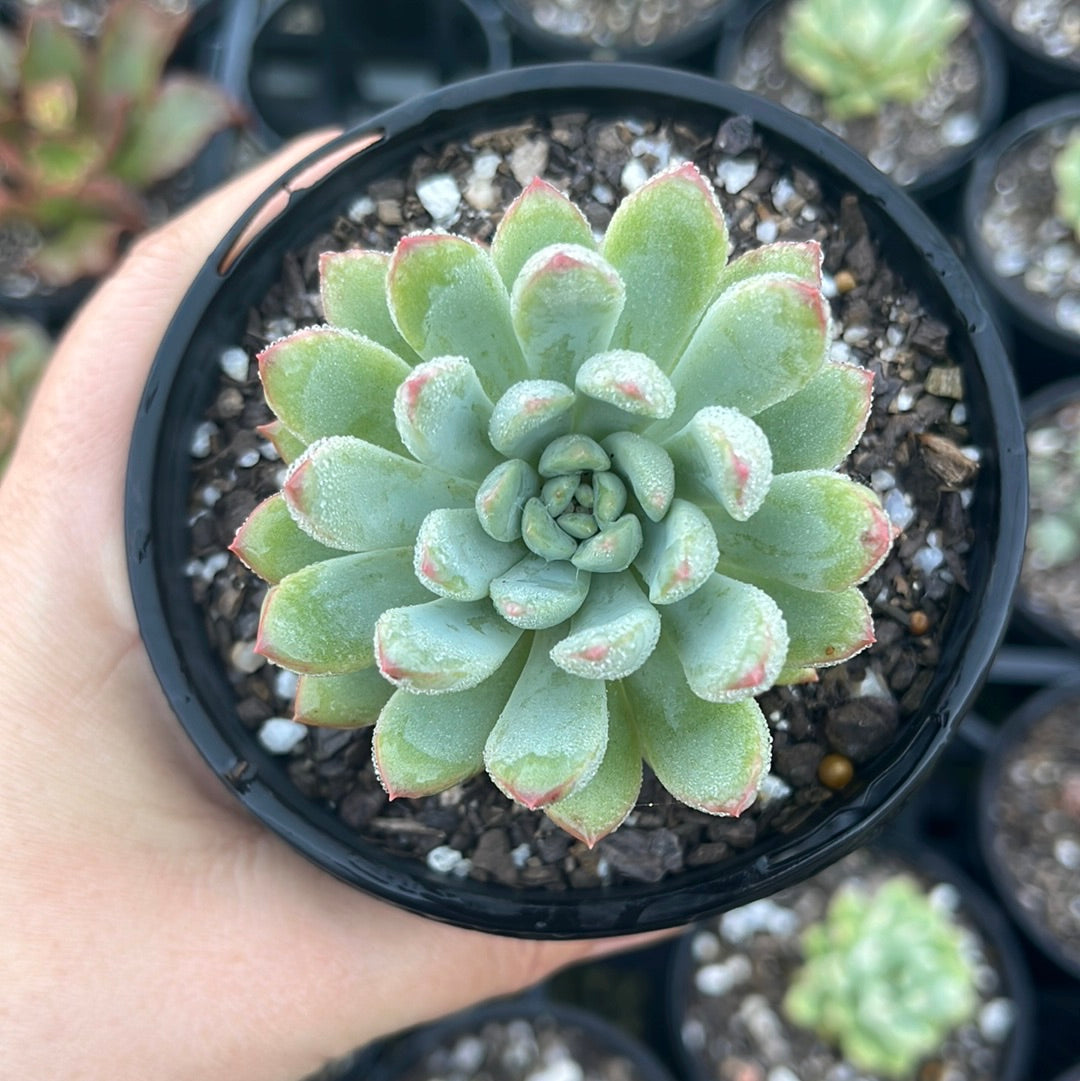 Pachyphytum Doreum (LG)