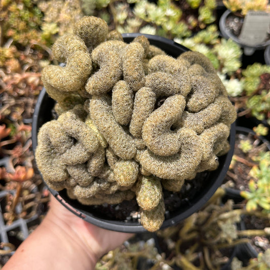 Mamillaria Elongata Crested (SS)