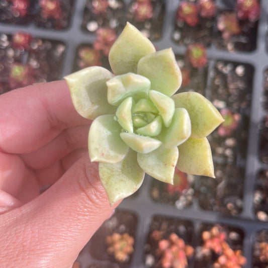 Graptoveria Titubans (Cutting)