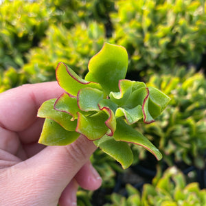 Crassula Undulatifolia (Cutting)