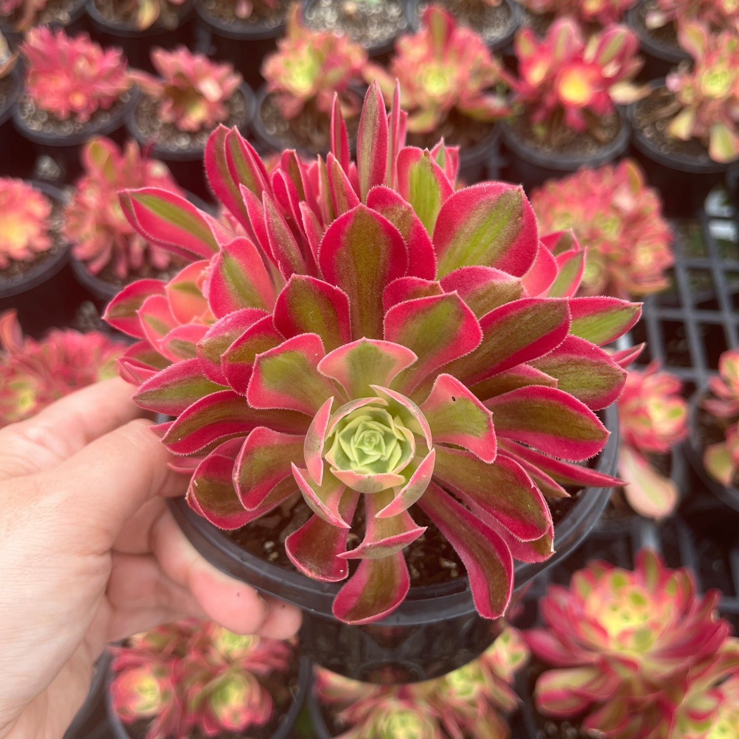 Aeonium Pink Witch  (XL)