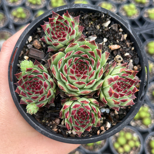 Sempervivum Mint Marvel (LS)