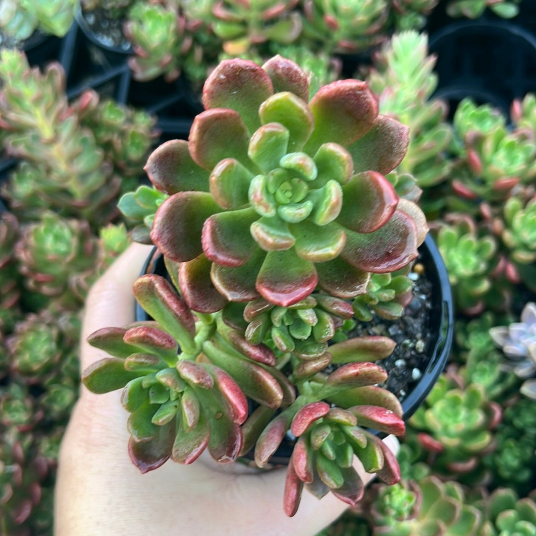 Graptosedum Nova (LG)