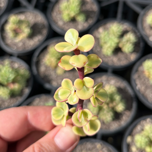 Portulicaria Variegata (Cutting)