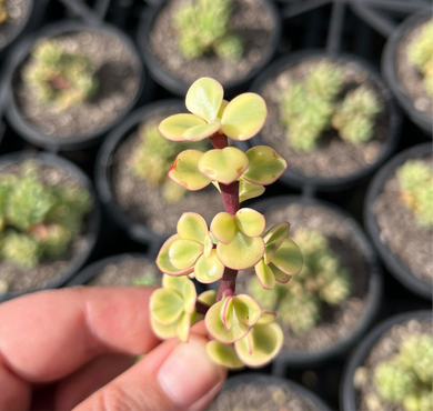 Portulicaria Variegata (Cutting)