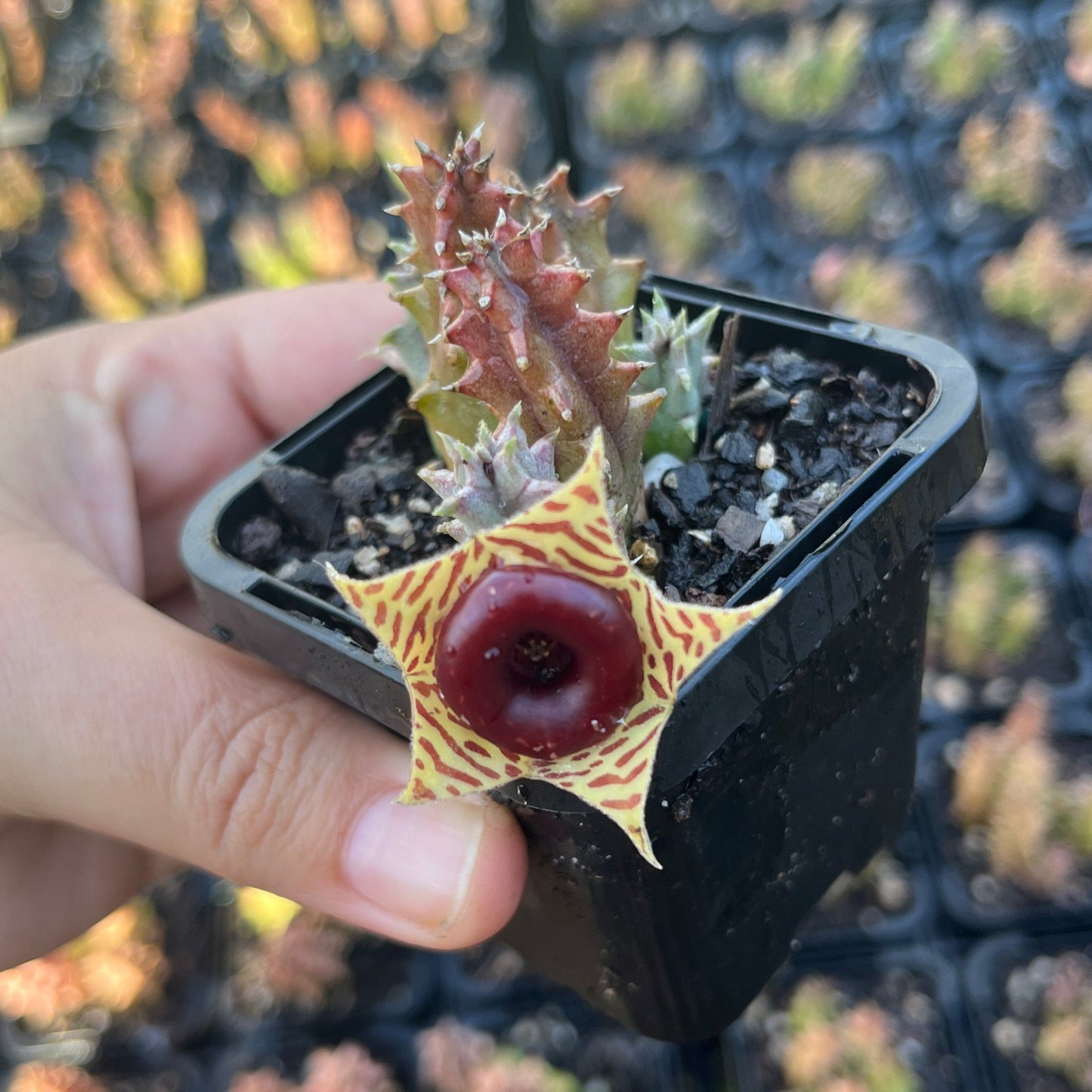 Huernia Zebrina Yellow (SS)