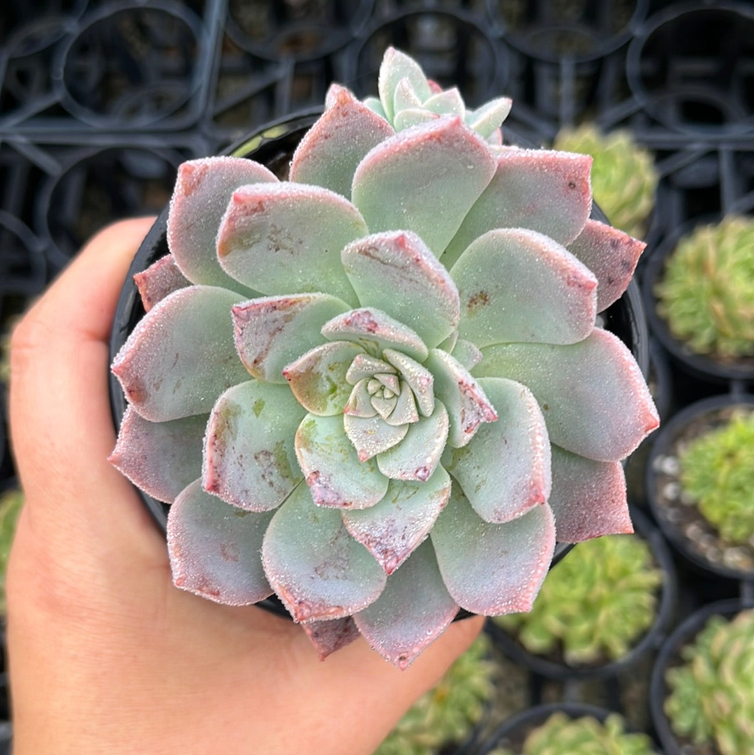 Graptoveria Milky Way (LG)