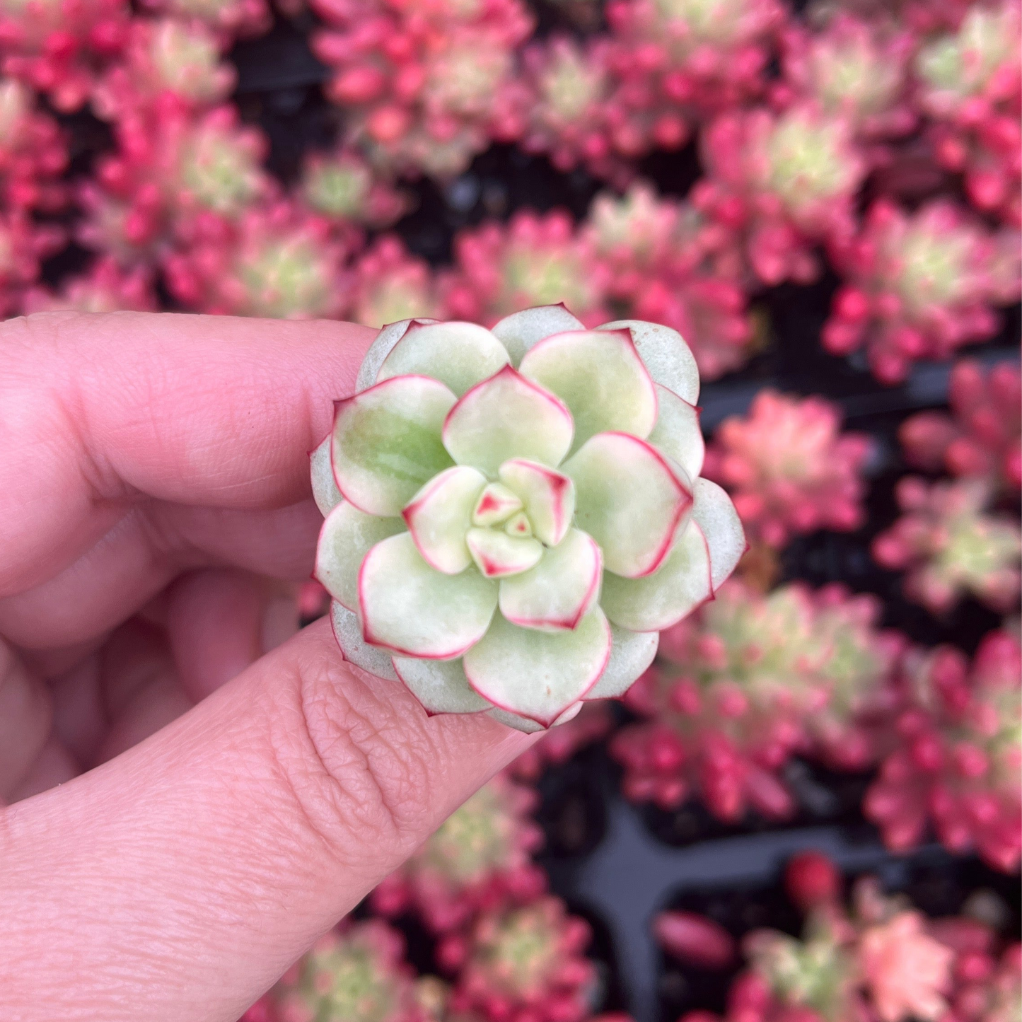 Echeveria Tango Variegata (Cutting)