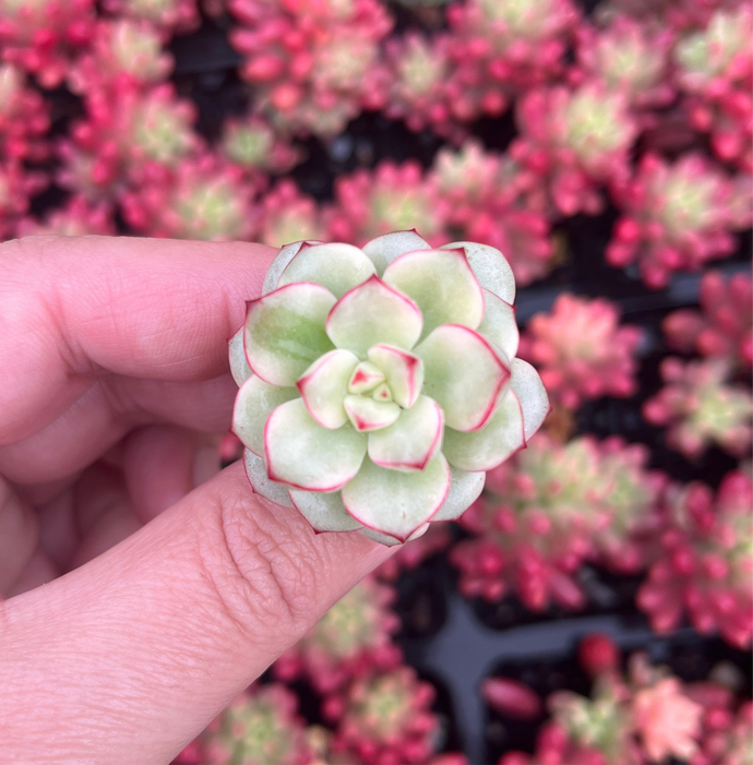 Echeveria Tango Variegated (Cutting)