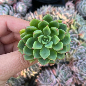 Echeveia Setosa Hybrid (Cutting)