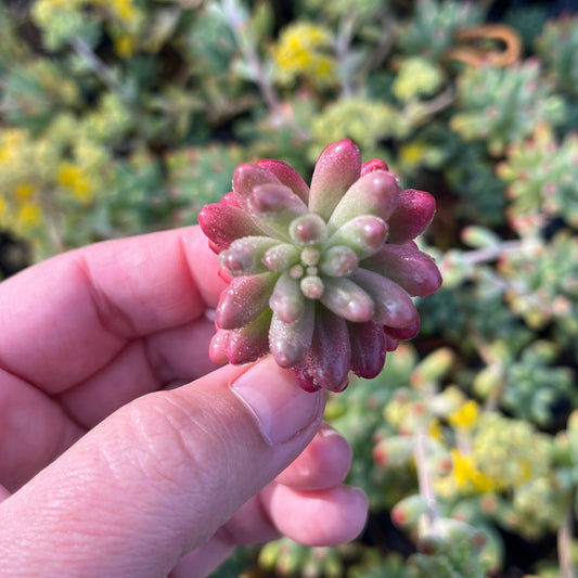 Sedum Pink Jelly Bean (Cutting)